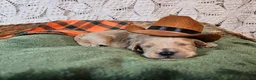 Mini Goldendoodle dogs for sale: Chile - Ad 6