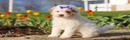 Miniature Poodle dogs for sale: Cheyenne - Ad 3