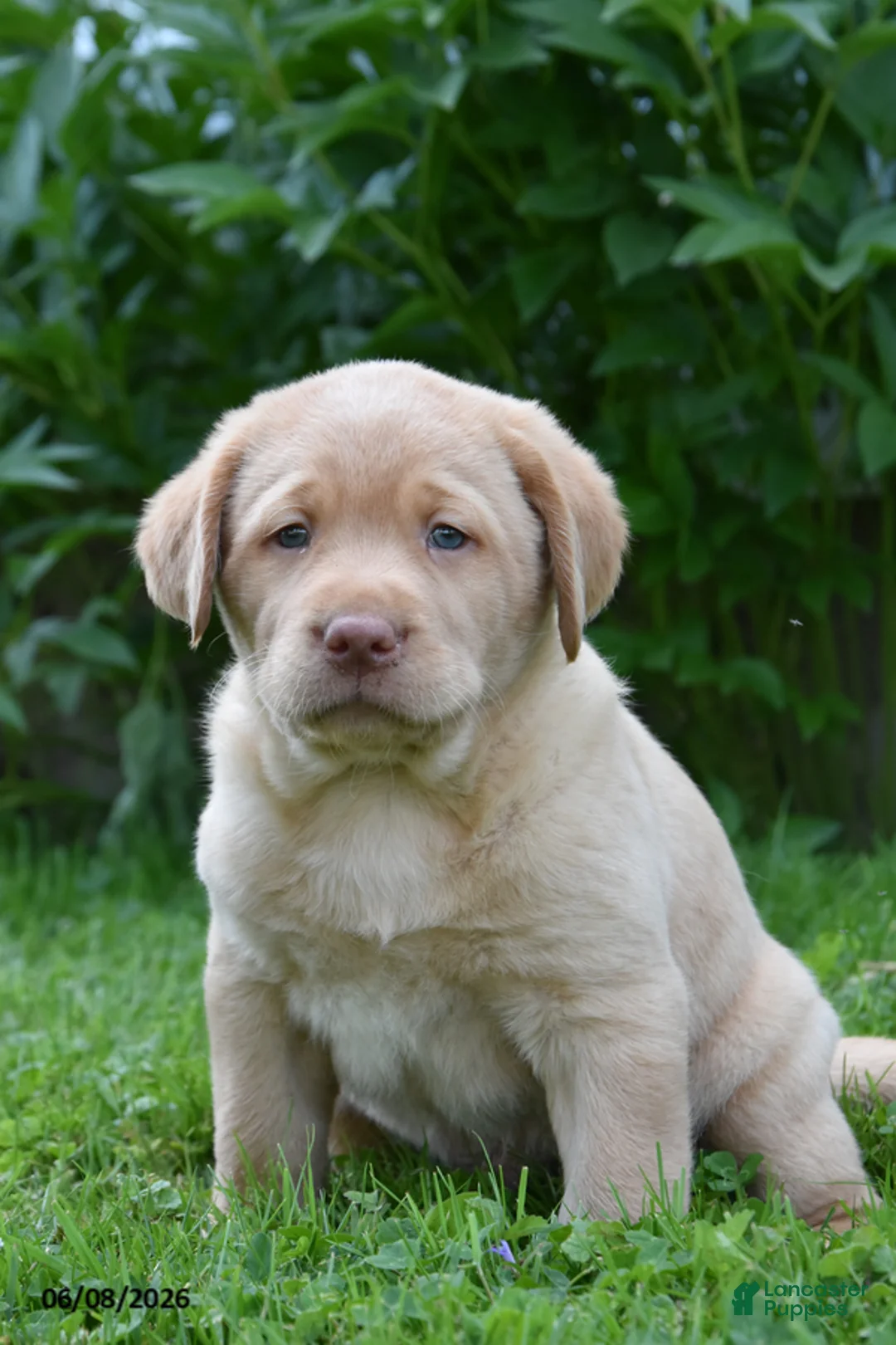 Labrador Retriever dogs for sale: Marlo - Ad 1