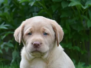 Labrador Retriever dogs for sale: Marlo - Ad 3