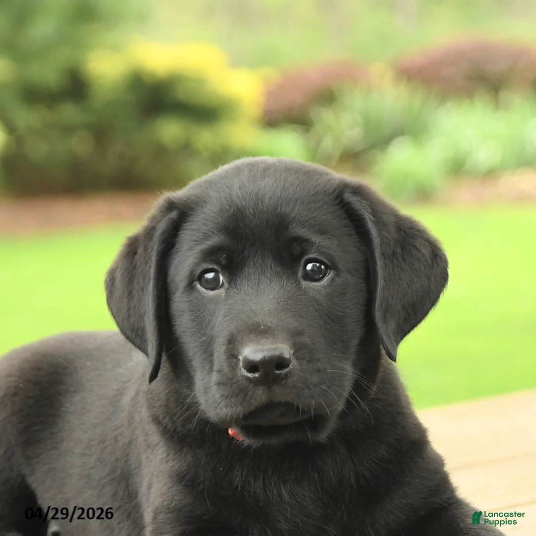 Labrador Retriever dogs for sale: Buddy - Ad 5