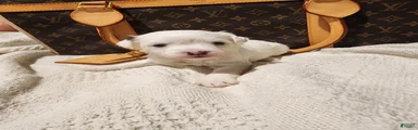 Spot