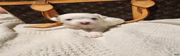Mixed Breed dogs for sale: Spot - Ad 1