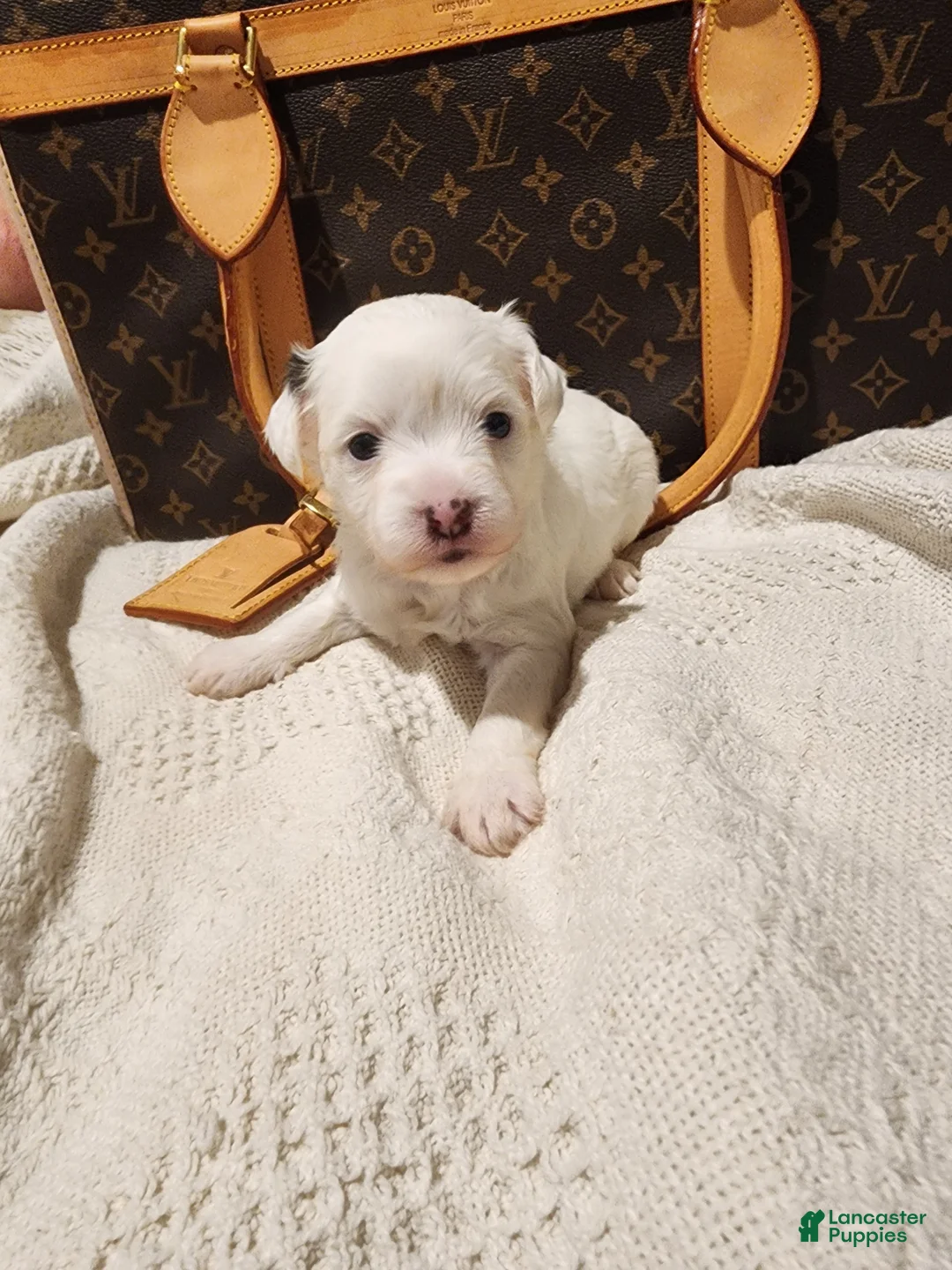 Mixed Breed dogs for sale: Spot - Ad 1