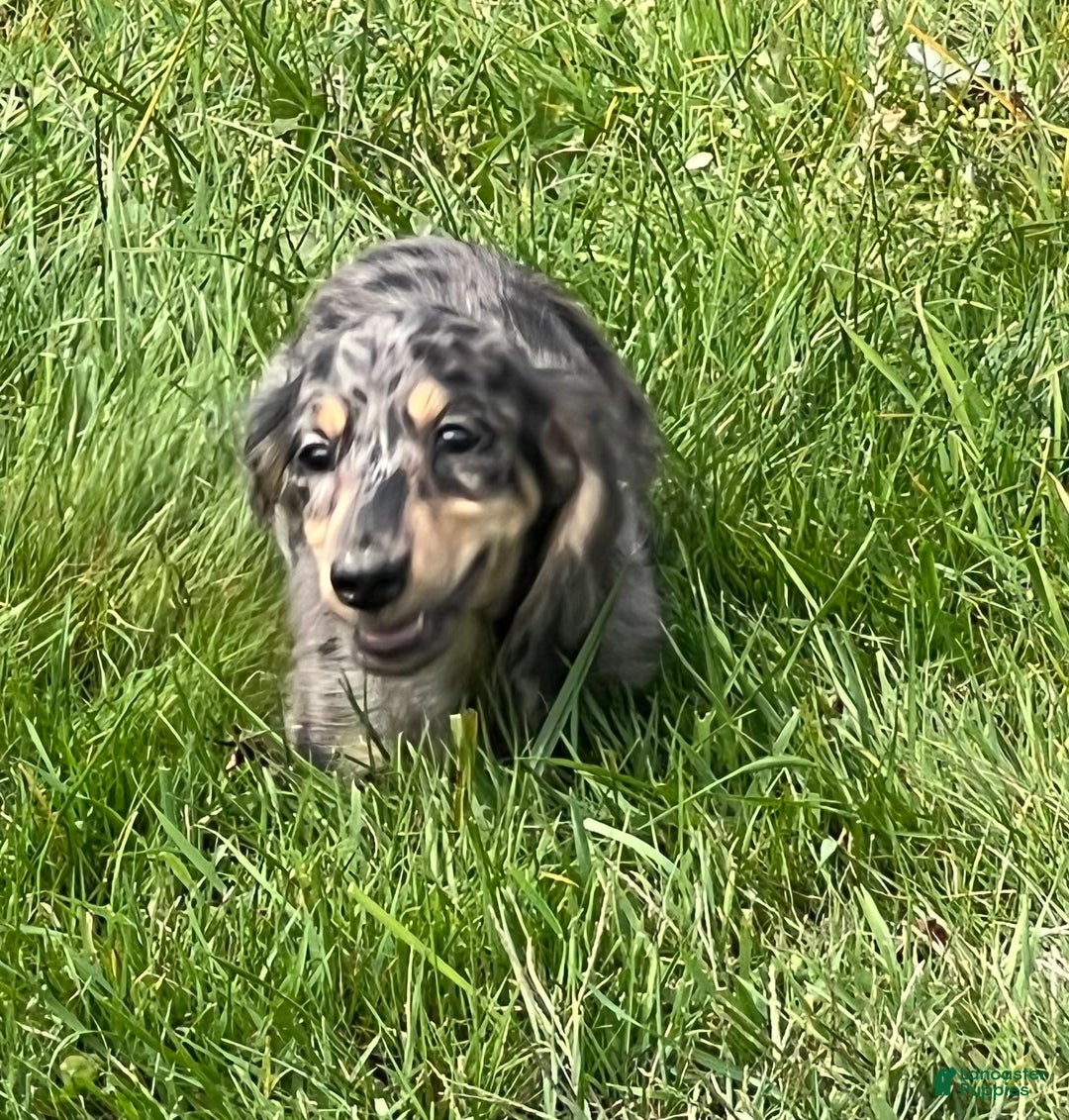 Miniature Dachshund dogs for sale: Miniature Dachshund litter of 3 puppies - Ad 10