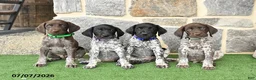 German Shorthaired Pointer dogs for sale: Rosebud - Ad 5