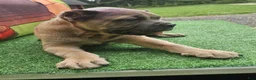 Cane Corso dogs for sale: ZEUS - Ad 18
