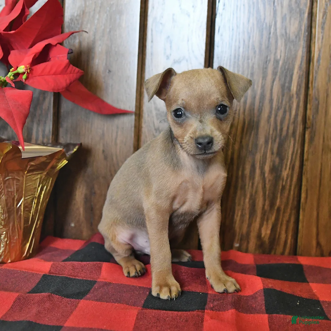 Gallery Image {{count}}