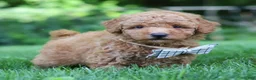 Mini Goldendoodle dogs for sale: Oscar - Ad 4