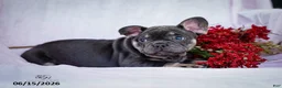 French Bulldog dogs for sale: Diesel - Ad 5
