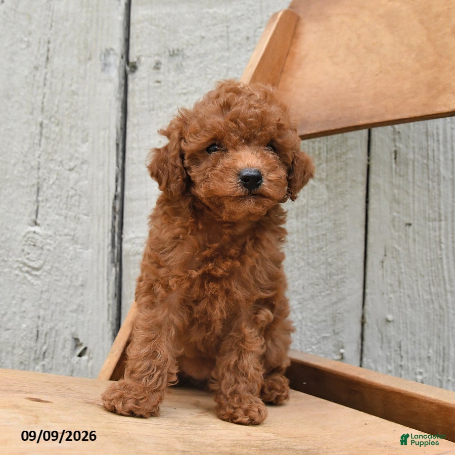 Miniature Poodle dogs Sandy - Ad 2