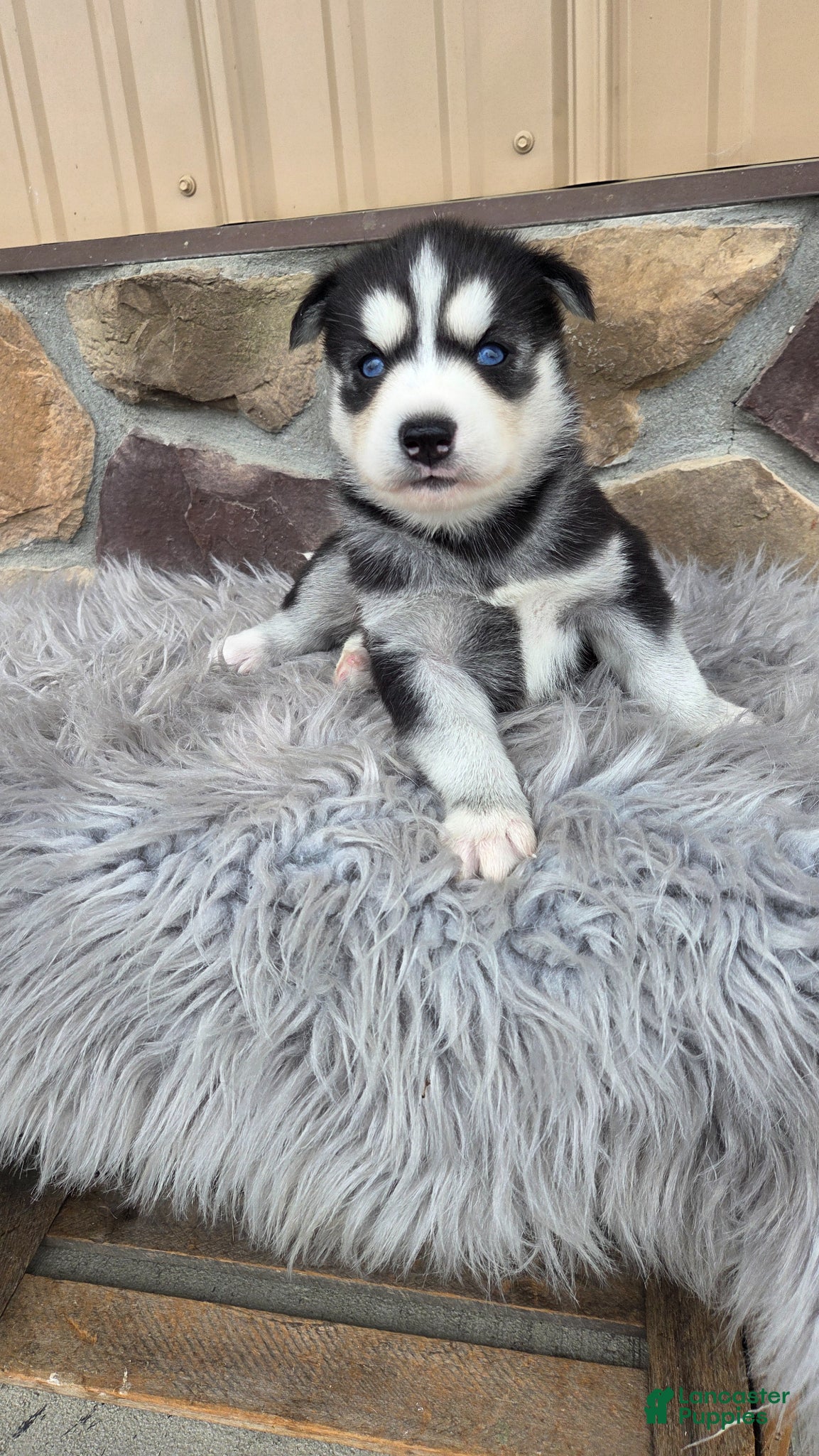 Siberian Husky dogs Elliott  - Ad 2