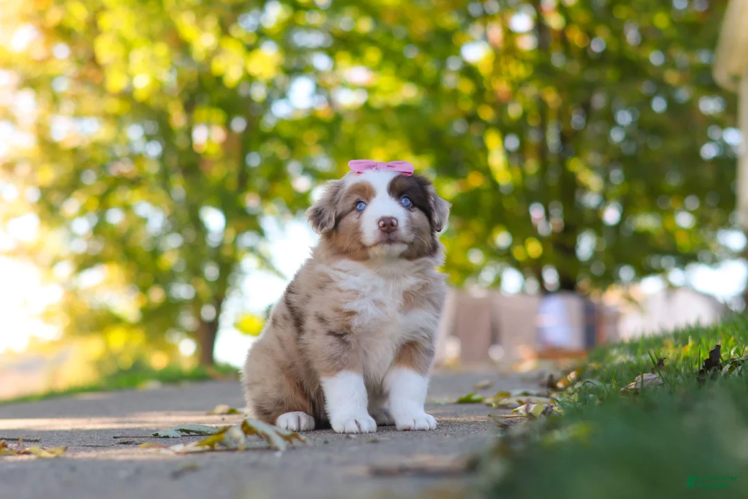 Miniature Australian Shepherd dogs for sale: Chaos - Ad 6