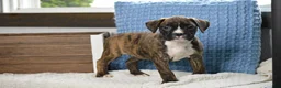 Boxer dogs for sale: Jade - Ad 4