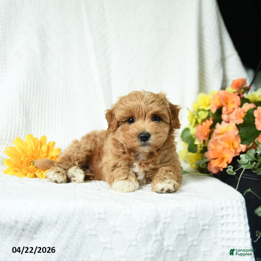 Maltipoo dogs Caleb - Ad 2