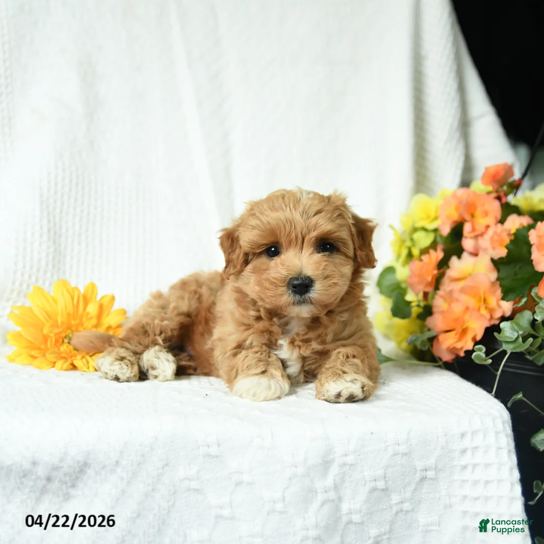 Maltipoo dogs for sale: Caleb - Ad 2