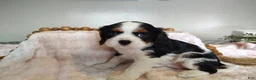 Cavalier King Charles Spaniel dogs for sale: Daisy  - Ad 5