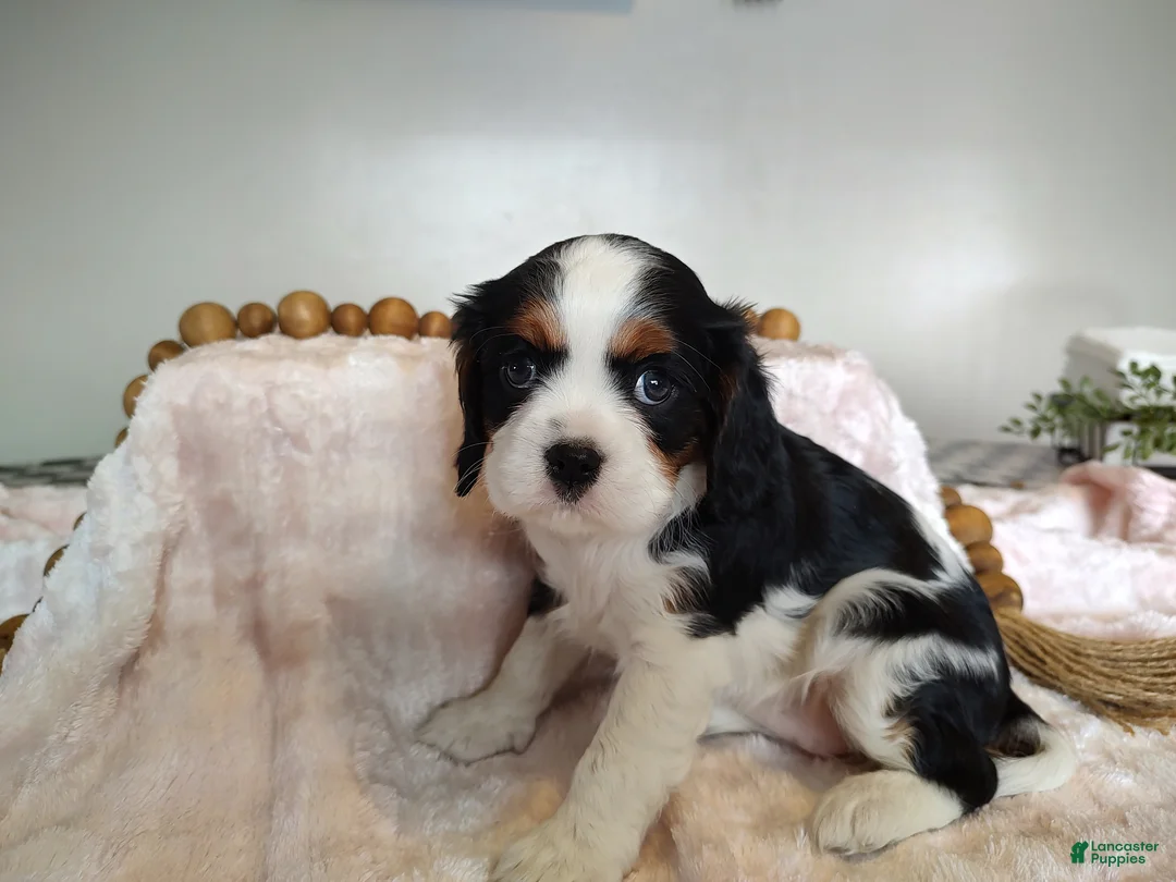 Cavalier King Charles Spaniel dogs for sale: Daisy  - Ad 5