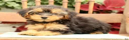 Morkie dogs for sale: Delaney - Ad 3