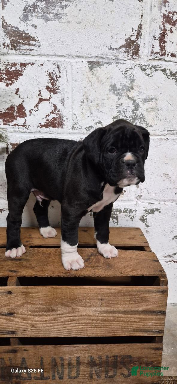 Boxer dogs JACKSON - Ad 18