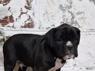 Boxer dogs JACKSON - Ad 18