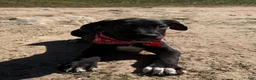 Great Dane dogs for sale: Euro Black Odessa  - Ad 3