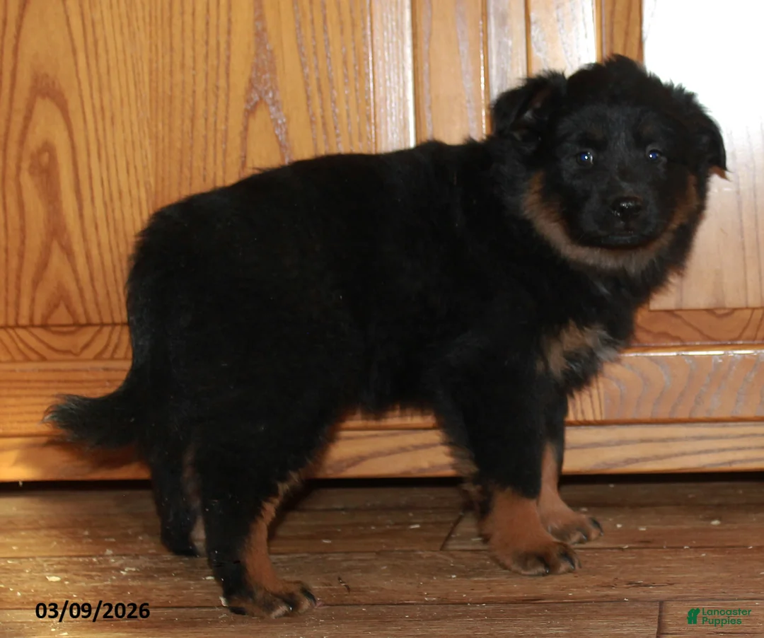 Mixed Breed dogs for sale: Midnight - Ad 3
