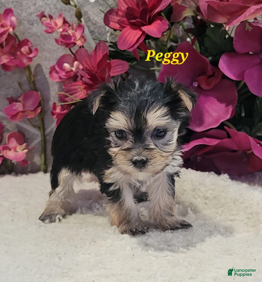 Morkie dogs for sale: Peggy - Ad 4