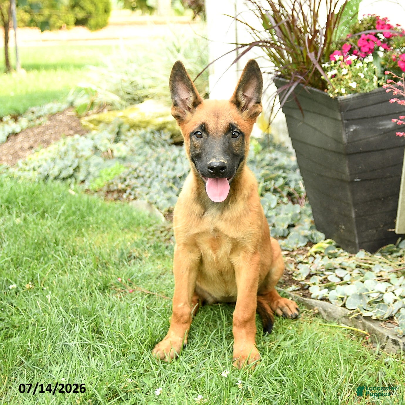 Belgian Malinois dogs Zara - Ad 1