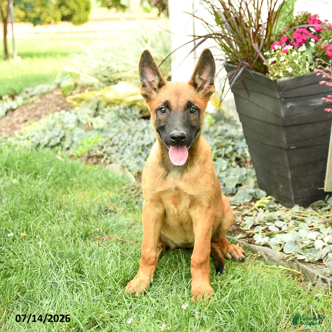Belgian Malinois dogs for sale: Zara - Ad 1