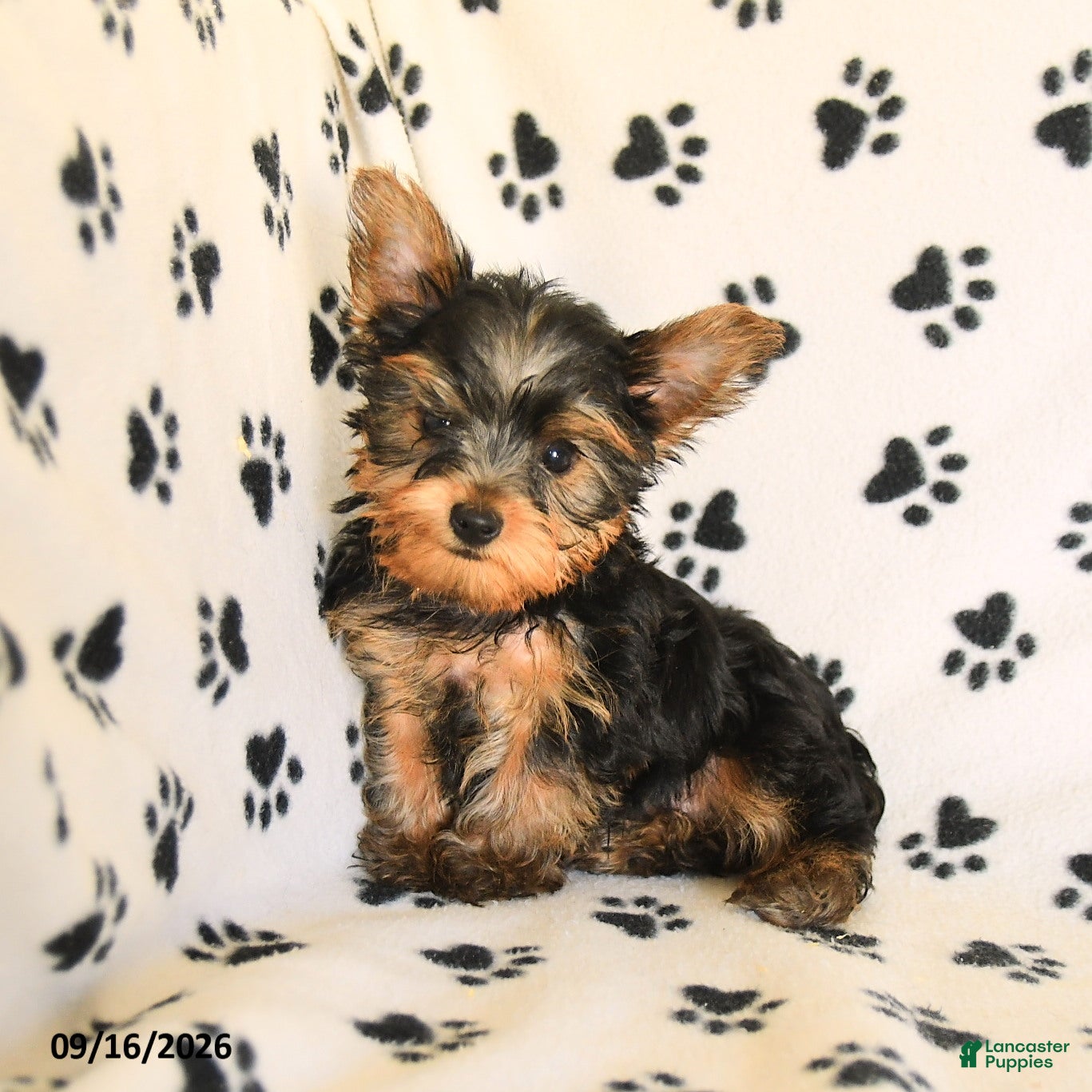 Yorkshire Terrier dogs Wonton - Ad 2