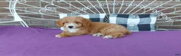 Aussiedoodle dogs for sale: Aussiedoodle 2 - Ad 3