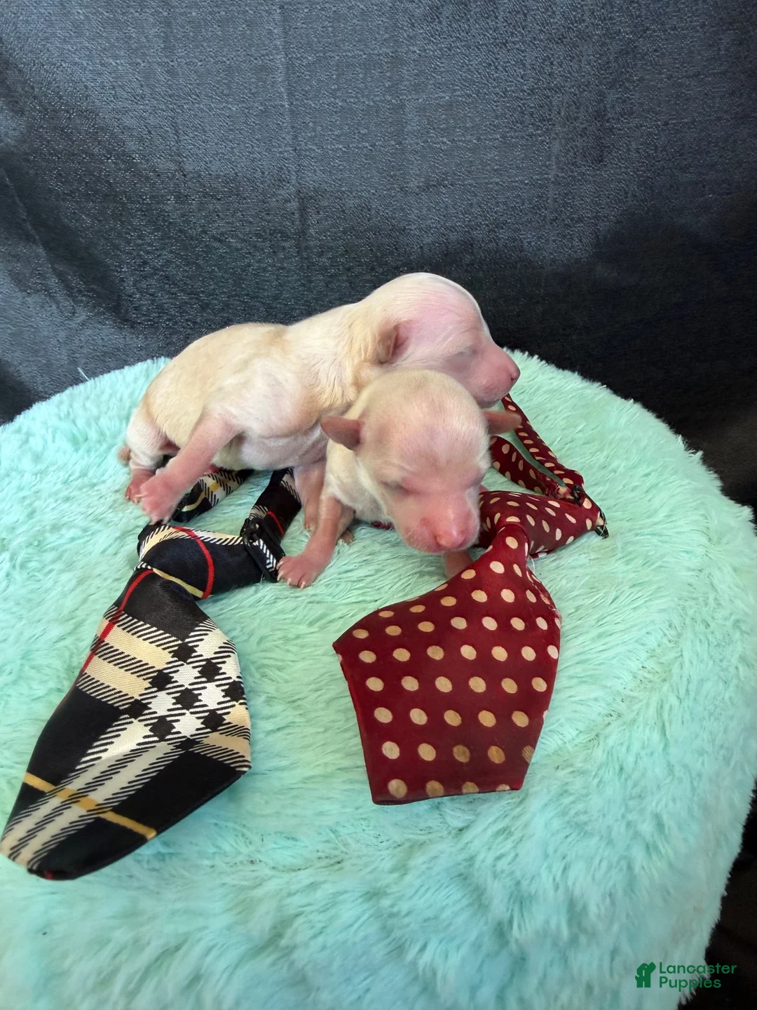 Maltipoo dogs for sale: Cali’s Boy! White Tie - Ad 2