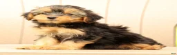 Morkie dogs for sale: Delaney - Ad 8