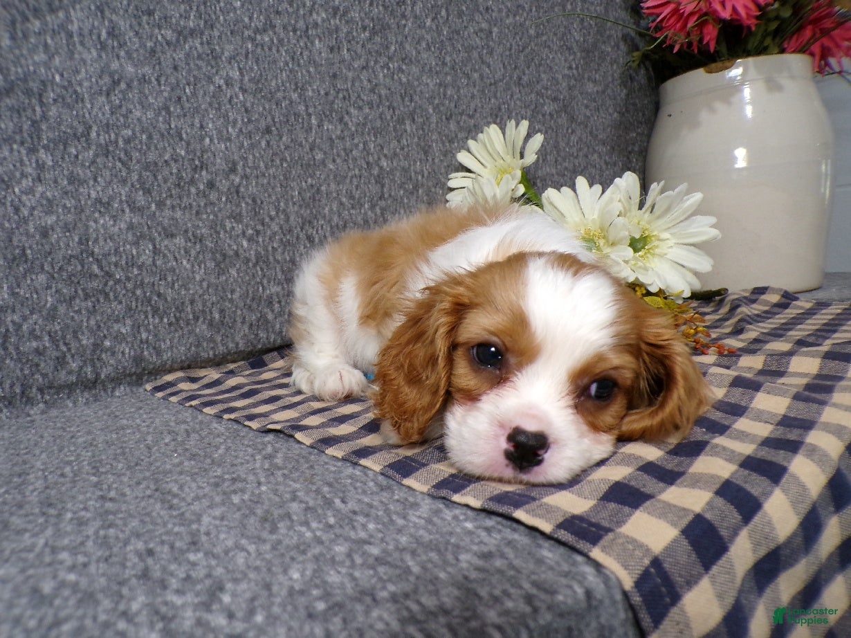 Cavalier King Charles Spaniel dogs Baxter - Ad 1