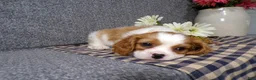 Cavalier King Charles Spaniel dogs for sale: Baxter - Ad 1