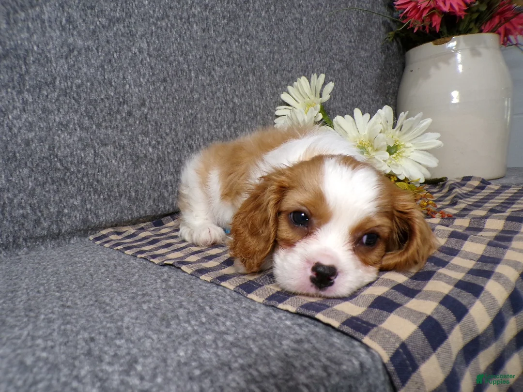 Cavalier King Charles Spaniel dogs for sale: Baxter - Ad 1
