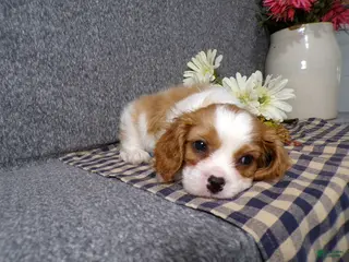 Cavalier King Charles Spaniel dogs for sale: Baxter - Ad 4