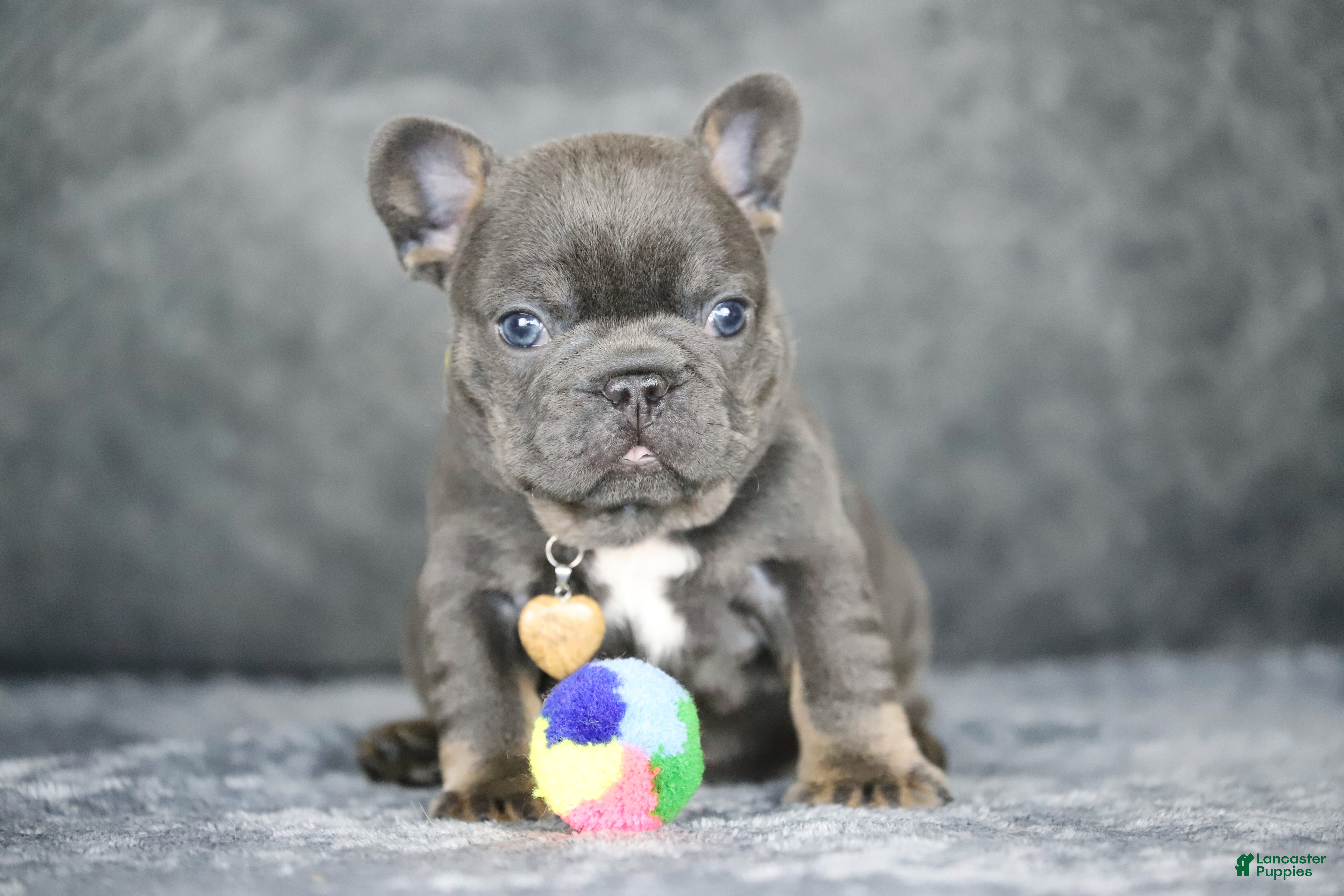 French Bulldog dogs Leo - Ad 1