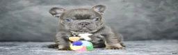 French Bulldog dogs for sale: Leo - Ad 1