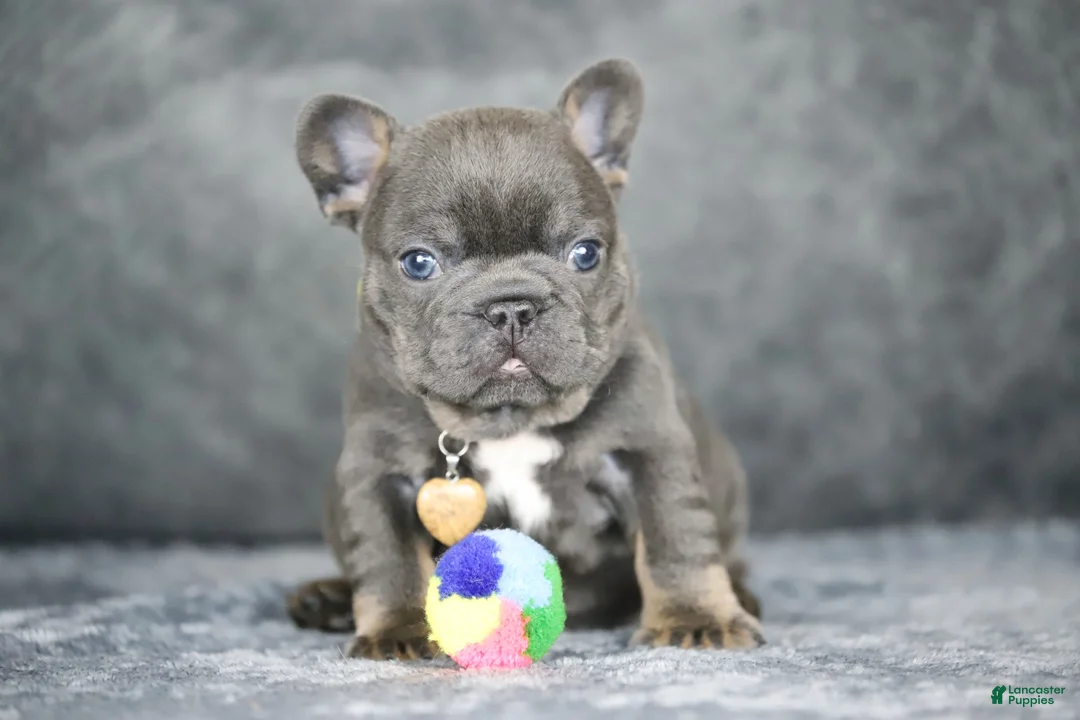 French Bulldog dogs for sale: Leo - Ad 1