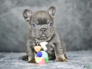 French Bulldog dogs for sale: Leo - Ad 4