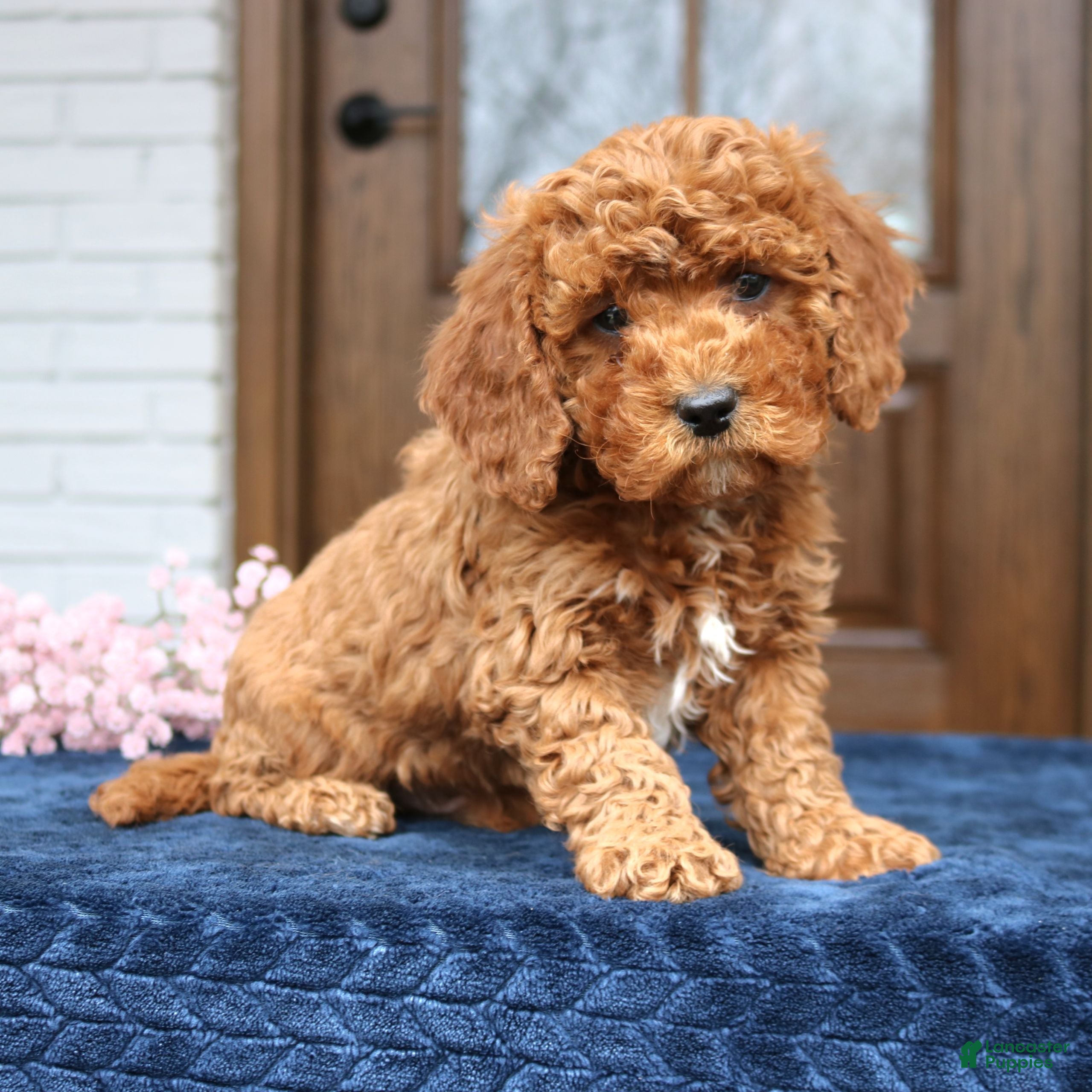 Cavapoo dogs Seth  - Ad 2