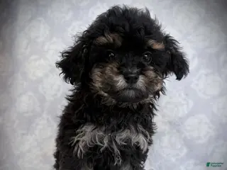 Maltipoo dogs for sale: Glory - Ad 2