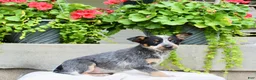 Australian Cattle Dog dogs for sale: Candy - Ad 5