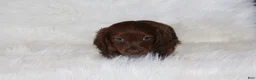 Miniature Dachshund dogs for sale: Theo - Ad 3