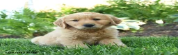 Golden Retriever dogs for sale: Ferdinand - Ad 3
