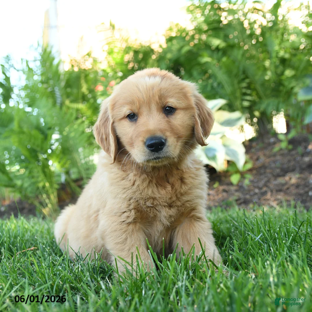 Golden Retriever dogs for sale: Ferdinand - Ad 3