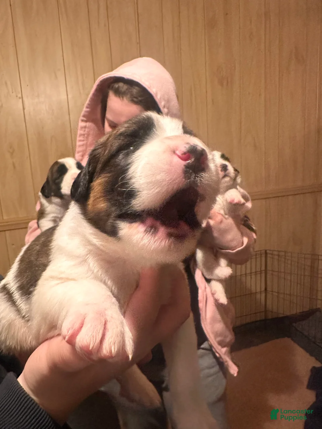 Gallery Image {{count}}