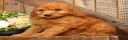 Mini Goldendoodle dogs for sale: Fido - Ad 3